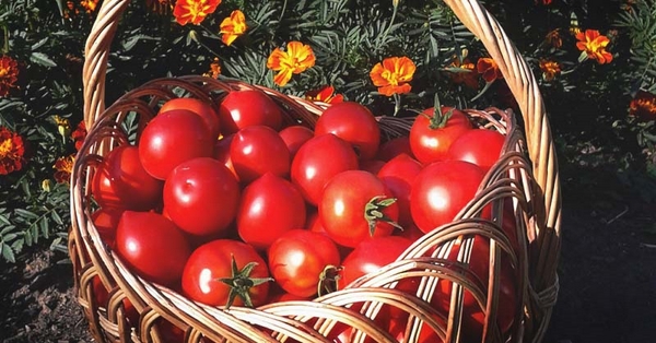 Tomaten Dünger selber machen Korb mit reifen Tomaten