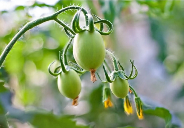 Tomaten Dünger selber machen grüne Tomaten düngen