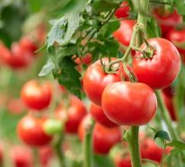 Tomaten Dünger selber machen: So klappt das ganz einfach!