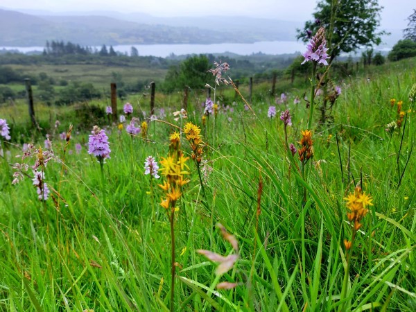Torffreie Erde und warum diese fuer Ihre Pflanzen sinnvoller ist wilde orchideen