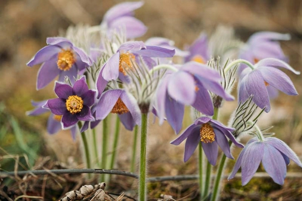 Welche Blumen im März pflanzen panorama küchenschelle