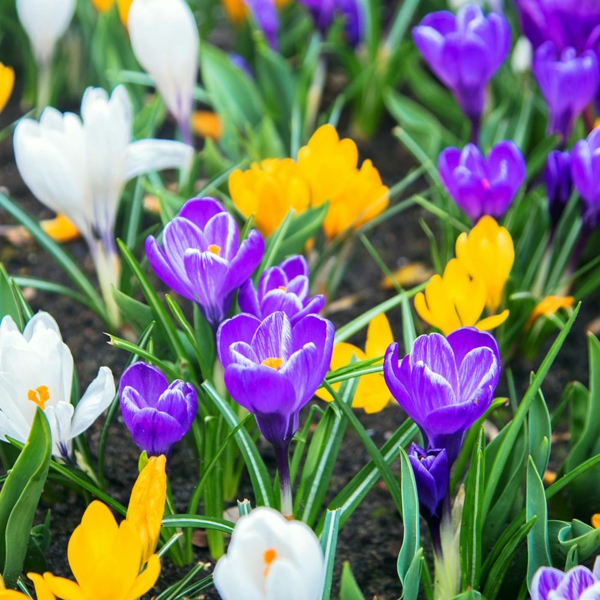 Welche Blumen im März pflanzen schnittblumen krokus