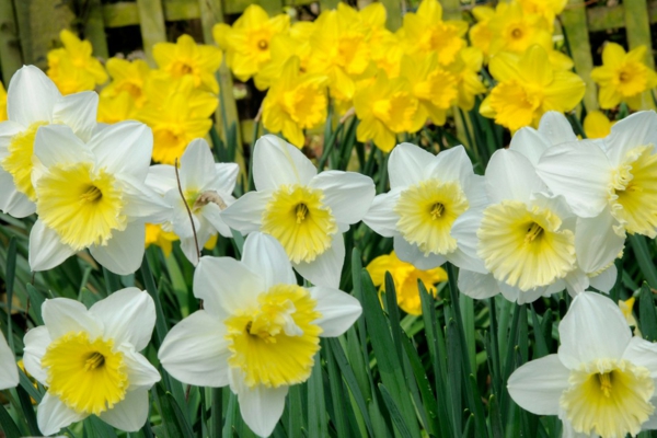 Welche Blumen im März pflanzen schnittblumen narzissen