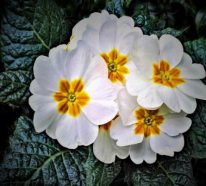 Welche Blumen im März pflanzen?- pfiffige Gartentipps zum Saisonbeginn
