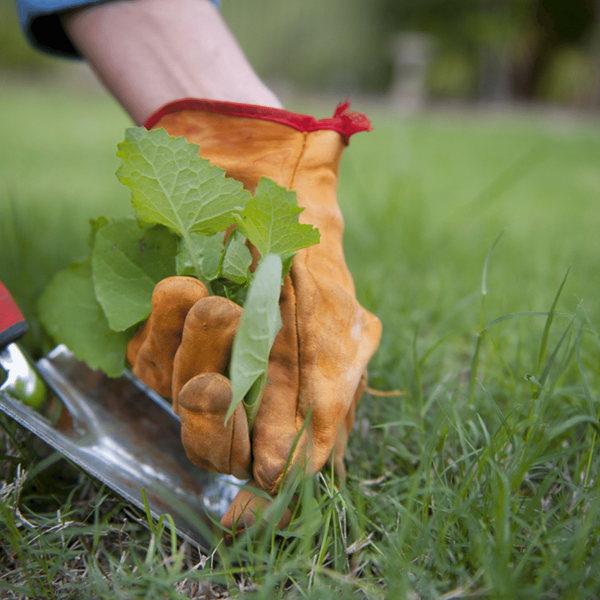 Wie kann man Natron im Garten verwenden Ideen und Tipps