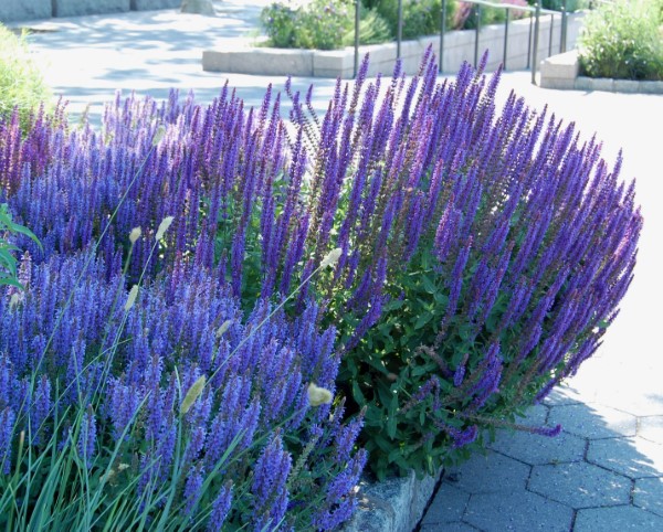 Ziersalbei schneiden – richtiger Zeitpunkt und Tricks fuer erneute Bluete lila blumen busch