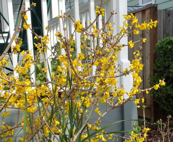 gelbe Blüten der Forsythien vor dem Haus 