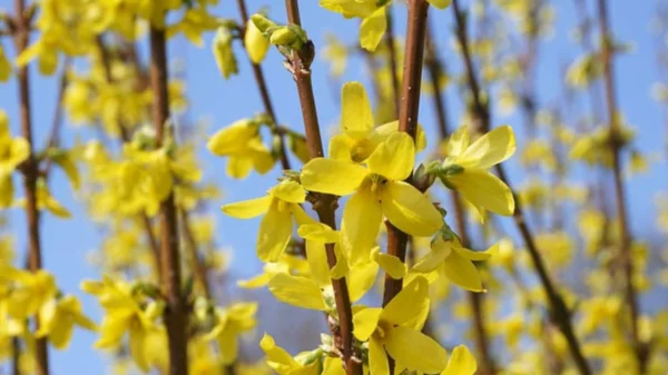 wunderschöne Forsythien Blüten in Gelb 
