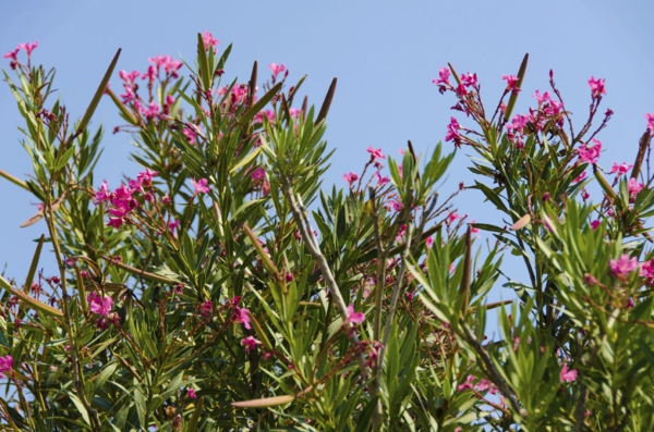 terrassenbepflanzung oleander frische gartengestaltung ideen