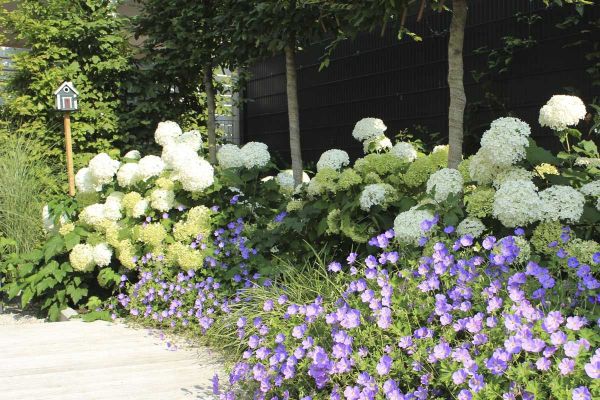 Ausgezeichnete Ideen fuer die Garteneinrichtung mit Hortensien und Lavendel