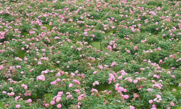 Blumen Trends Bodendecker Rosen Wiese