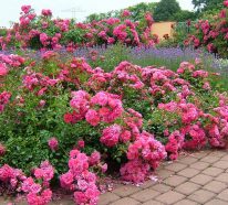 Entdecken Sie die wichtigsten Tipps für die Pflege der Bodendecker Rosen