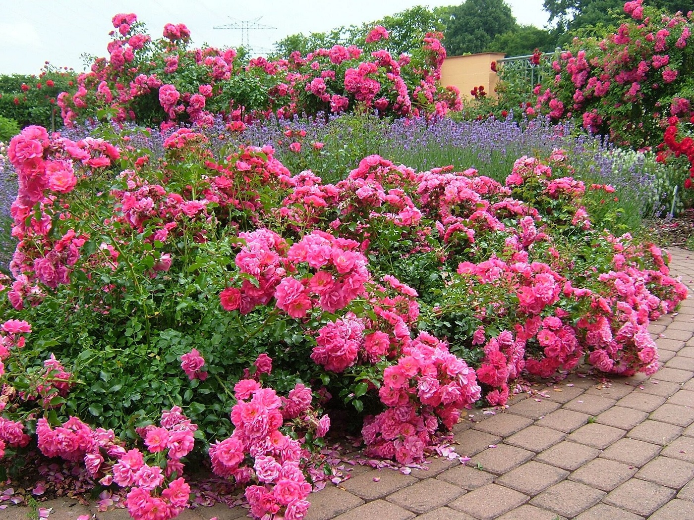Ein fabelhafter Rosengarten Gartenideen