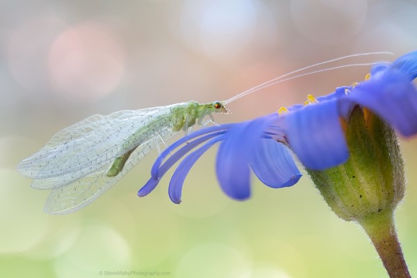 Florfliege anlocken – eine natuerliche Loesung des Ungeziefer-Problems blume blau mit fleissige florfliegen