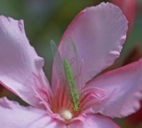 Florfliege anlocken – eine natürliche Lösung des Ungeziefer-Problems