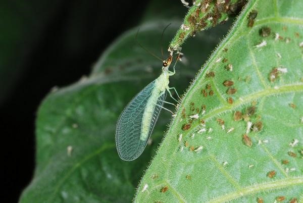 Florfliege anlocken – eine natuerliche Loesung des Ungeziefer-Problems florfliege frisst insekten larven