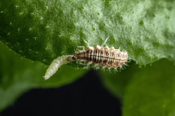 Florfliege anlocken – eine natuerliche Loesung des Ungeziefer-Problems hungrige larven loewen