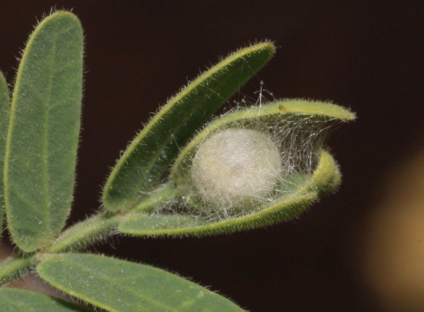 Florfliege anlocken – eine natuerliche Loesung des Ungeziefer-Problems kokon larve metamorphose