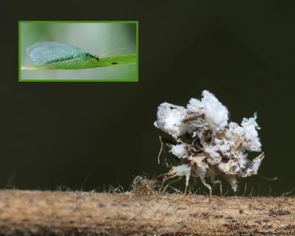 Florfliege anlocken – eine natuerliche Loesung des Ungeziefer-Problems larve und erwachsen unterschiede
