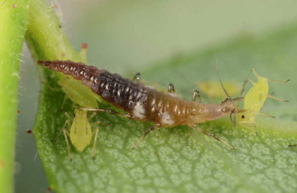 Florfliege anlocken – eine natuerliche Loesung des Ungeziefer-Problems larven fressen blattlauese