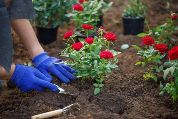 Garten Ideen Trends Rosen umsetzen