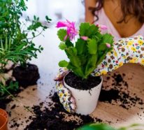 Allgemeine Tipps, wie Sie einfach und problemlos Ihre Blumen umtopfen!
