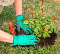 Rosen umpflanzen: Mit unseren Tipps und Hinsweisen klappt es einfach