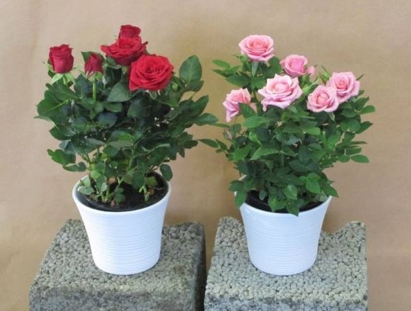 Gartengestaltung Tipps zwei Blumentoepfe