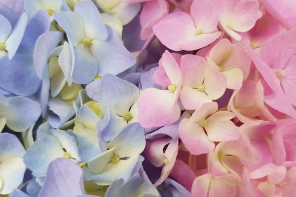 Hortensien duengen und weitere Pflegetipps – erfreuen Sie sich einer ueppigen Bluete rosa vs blaue blumen aesthetik