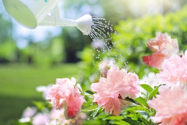 Hortensien lieben Kaffeesatz Gartenschönheit rosa Blüten nicht nur düngen sondern auch regelmäßig gießen