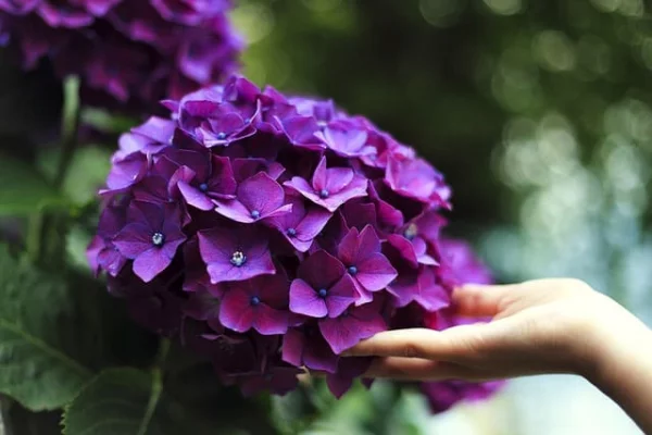 Hortensien mit dunkelvioletten Blüten sind attraktiver Blickfang im Garten 