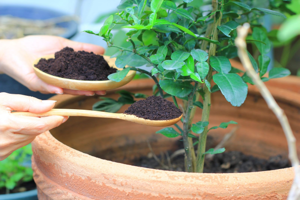 Hortensien lieben Kaffeesatz organsisches Düngemitel selber machen Topfpflanze damit düngen