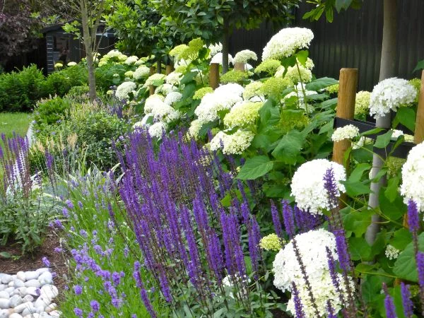 Hortensien und Lavendel zusammen - toller Tipp