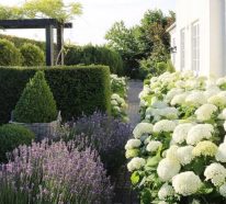 Hortensien und Lavendel als ein trendiges und zugleich klassisches Paar