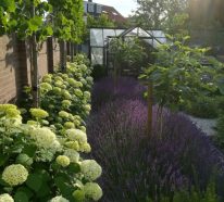Hortensien und Lavendel als ein trendiges und zugleich klassisches Paar
