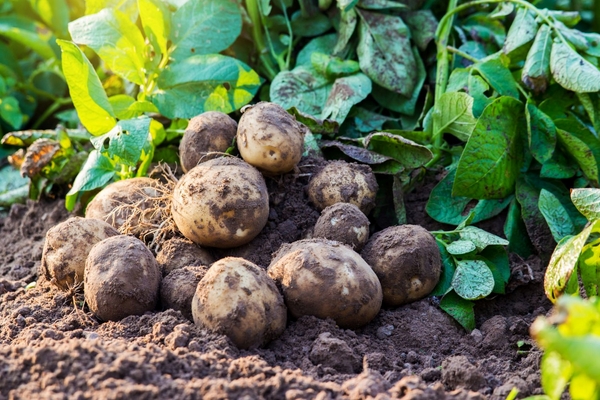 Kartoffeln und Kartoffelkäfer im Garten bekämpfen