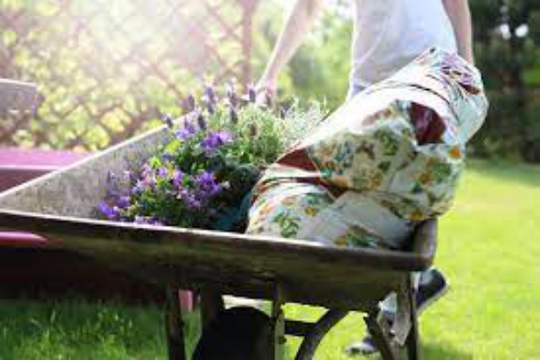 Lavendel mit Kaffeesatz düngen Gartenarbeit macht Spaß viele angenehme Stunden