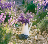 Lavendel mit Kaffeesatz düngen – wann sollte man den lila Liebling düngen?