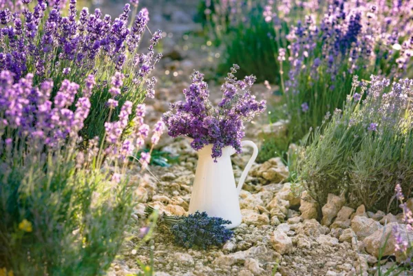Lavendel mit Kaffeesatz düngen schöne lilafarbene Blüten an eleganten Stielen perfekt für die Vase