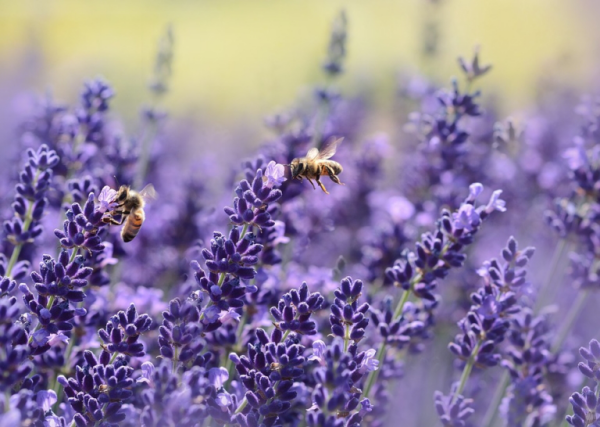 Lavendel mit Kaffeesatz düngen schöne lilafarbene Blüten ein Magnet für Bienen und Hummeln