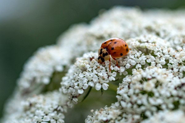 Marienkaefer anlocken und Schaedlinge auf natuerliche Weise bekaempfen blumen kaefer pollen