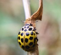 Marienkäfer anlocken und Schädlinge auf natürliche Weise bekämpfen
