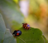Marienkäfer anlocken und Schädlinge auf natürliche Weise bekämpfen