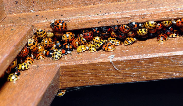 Marienkaefer anlocken und Schaedlinge auf natuerliche Weise bekaempfen versteck insektenhotel bauen