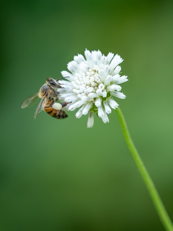 Microklee – Klee statt Rasen Wir nehmen den Gartentrend unter die Lupe blumen klee bienen retten
