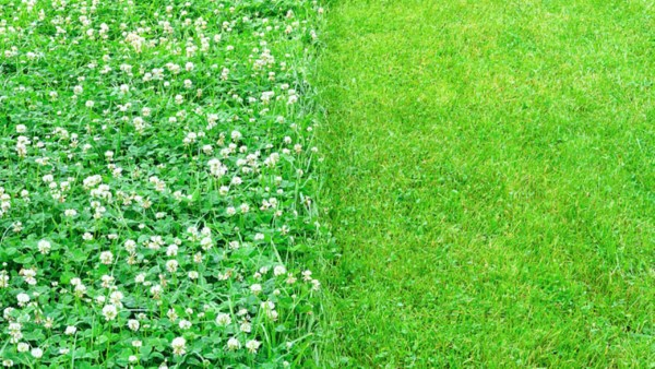 Microklee – Klee statt Rasen Wir nehmen den Gartentrend unter die Lupe gras vs klee was waehlen sie