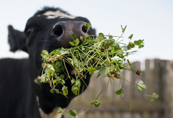 Microklee – Klee statt Rasen Wir nehmen den Gartentrend unter die Lupe kuh frisst klee gesund
