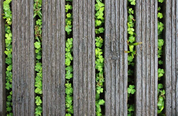 Microklee – Klee statt Rasen Wir nehmen den Gartentrend unter die Lupe mikroklee zwischen trittsteine