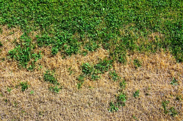Moos im Rasen entfernen – Tipps und Tricks der Umwelt zuliebe eisenmangel naehrstoffe rasen