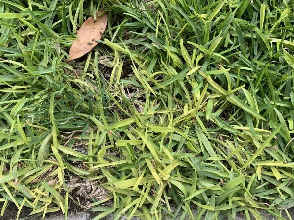 Moos im Rasen entfernen – Tipps und Tricks der Umwelt zuliebe gelber garten gras rasengras